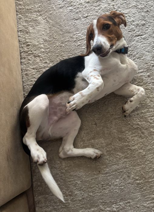 Отдам бигля мальчика