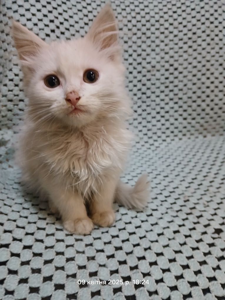 Безкоштовно. Котик, дівчинка, білого кольору.