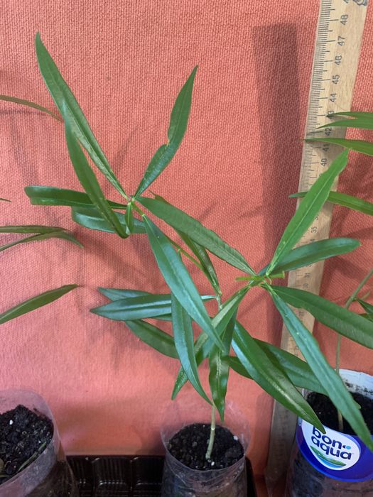 Теветія жовтого і персикового кольору