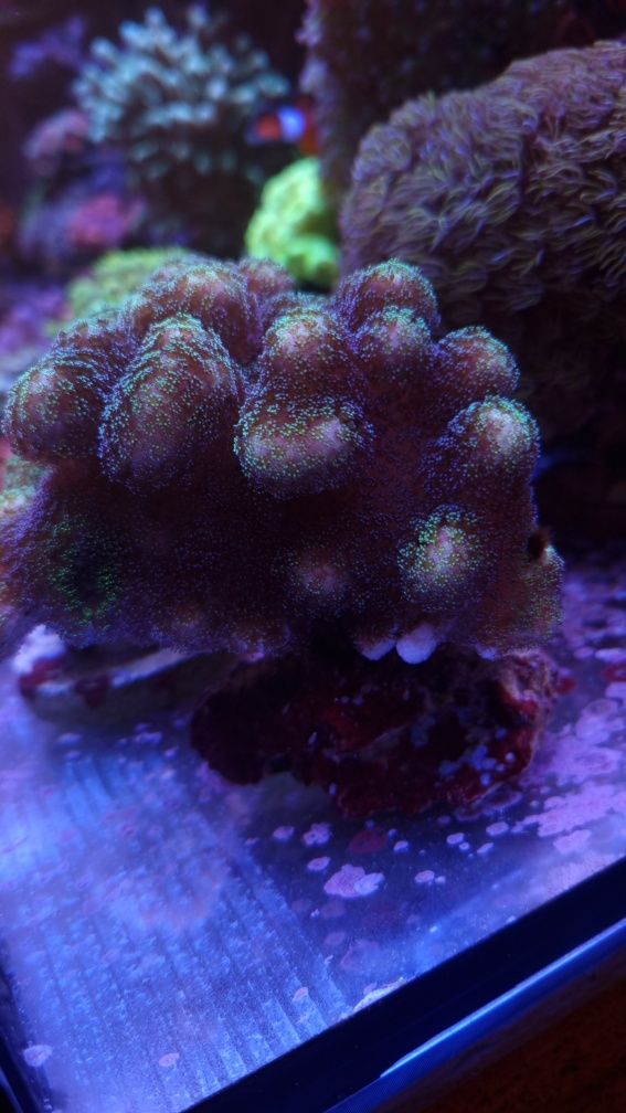 Stylophora pistillata koralowiec akwarium morskie koralowce XXL