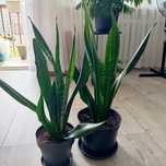 Sanseweria wys.65 cm
