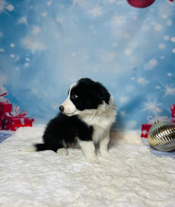 szczeniak  Border Collie ZKwP (FCI) czarno-biały Rezerwacja