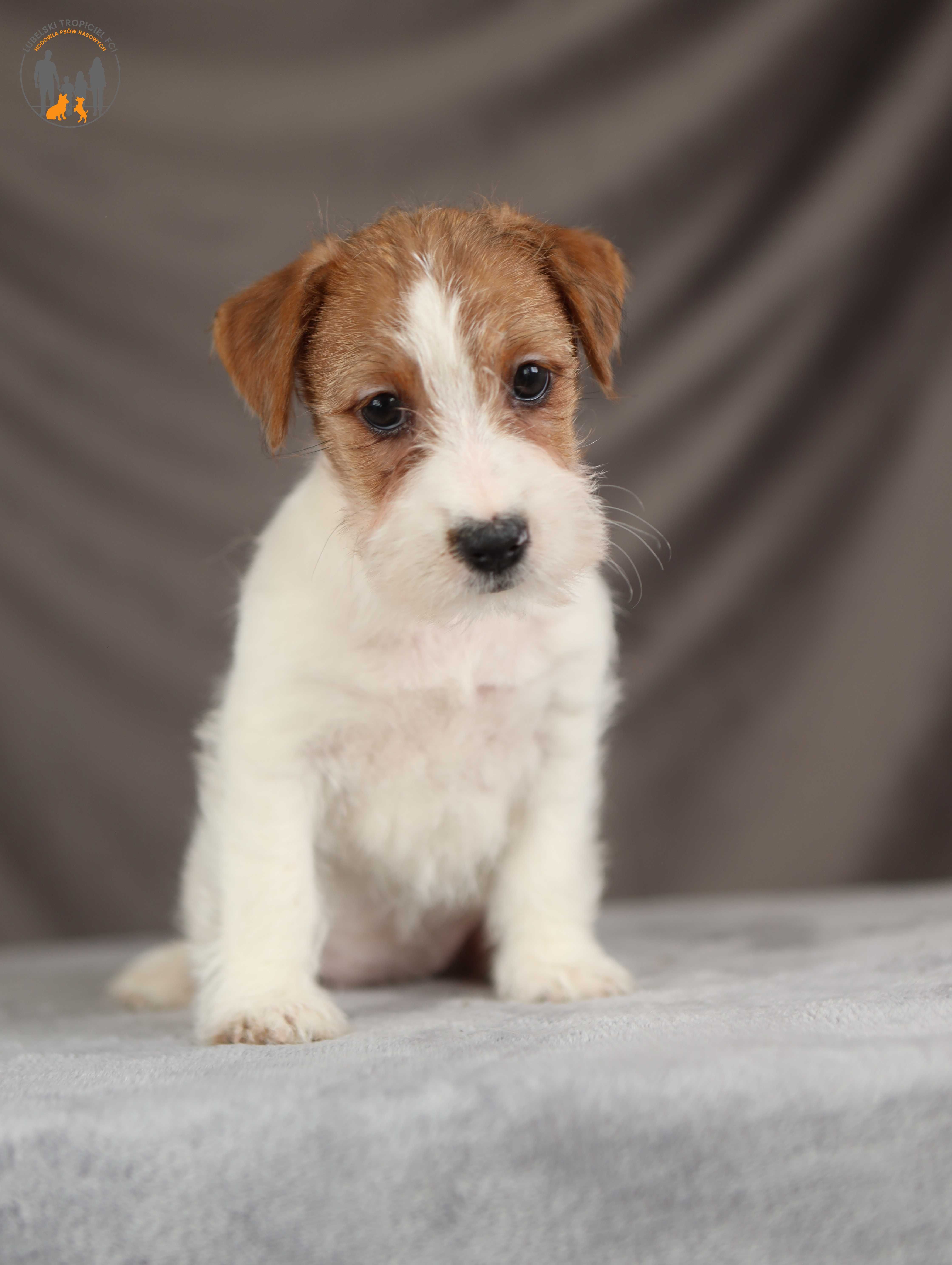 Jack Russell Terrier ZKwP FCI suczka po CH.PL rezerwacja