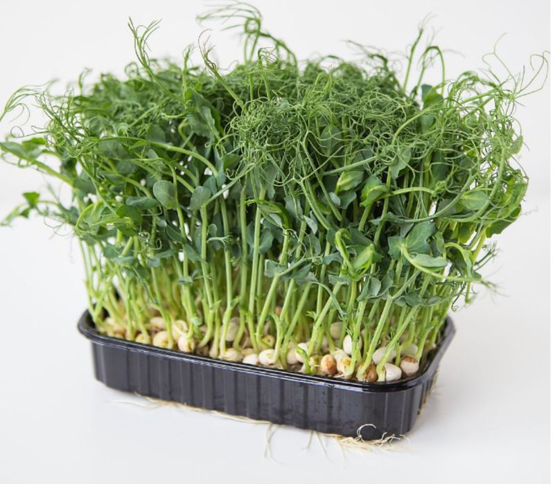 Микрозелень СВЕЖИЙ ГОРОХ 50 грн лоток