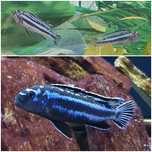 Pyszczaki pielegnica Malawi