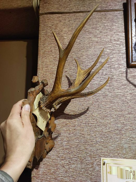 Продам роги оленя, косулі,лані,сайгак