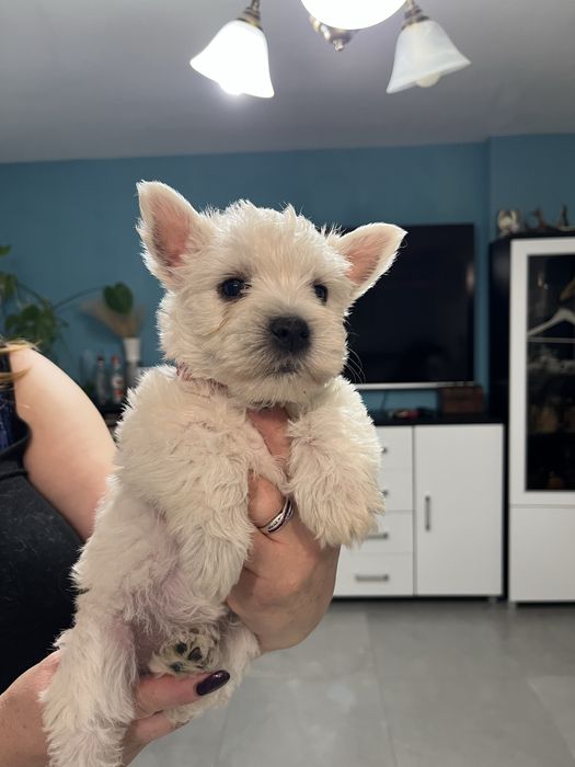 West highland white terrier