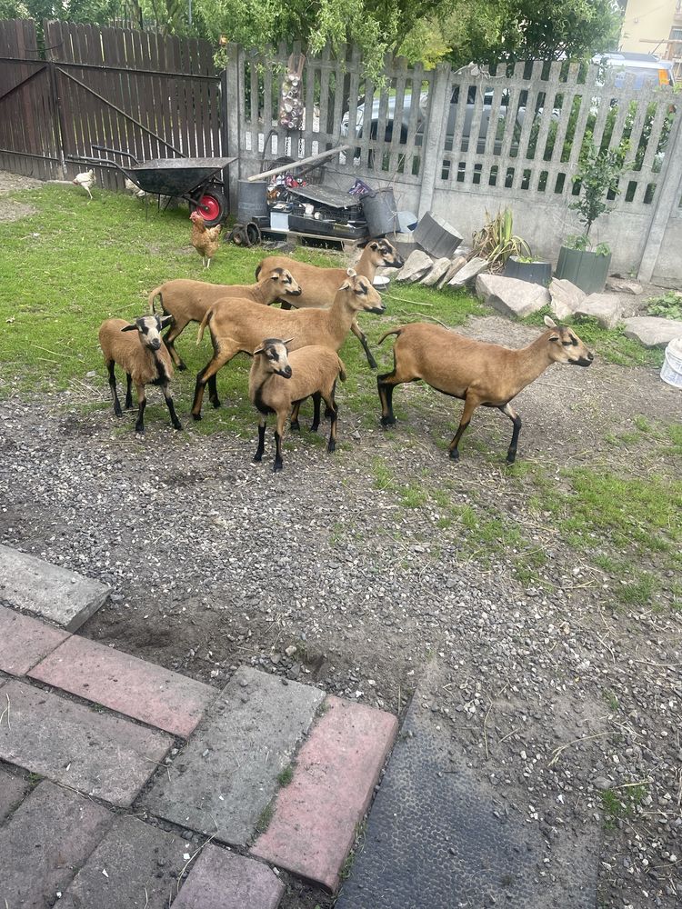 Sprzedam owce kameruńskie