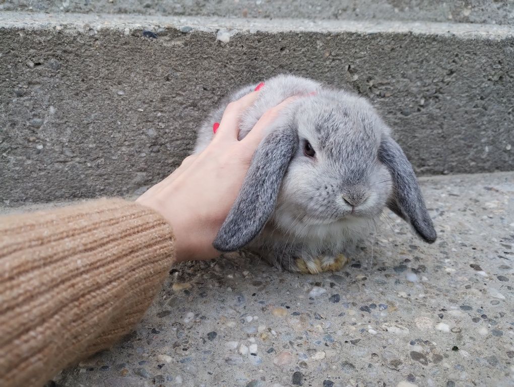 Mini lop królik gotowy do odbioru