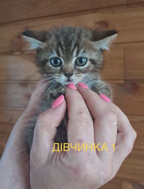 Кошенята шукають люблячі родини