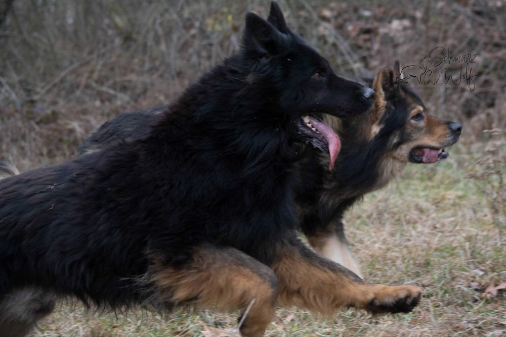 Owczarek staroniemiecki czarny chłopak Linia DDR