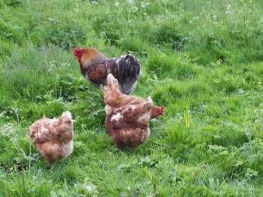 ІнкубацІйнІ  яйця -  ШЕЙВЕР БРАУН