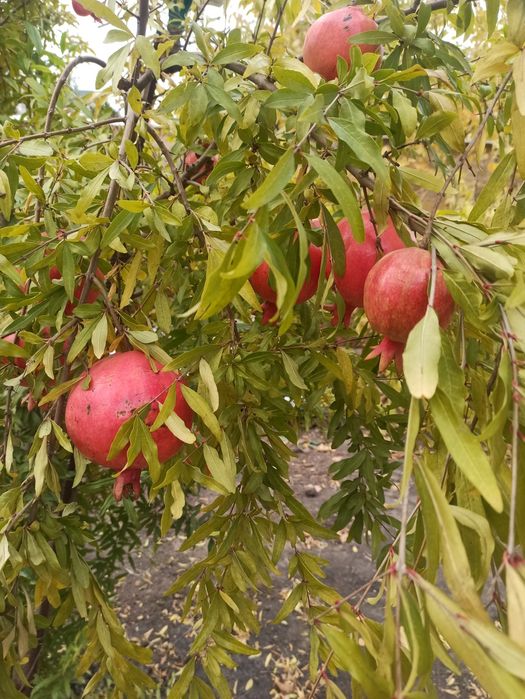 Продам саженцы граната, .инжира, унаби,нимфеи.