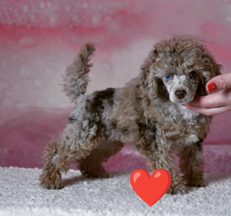 Той Пудель Мерле