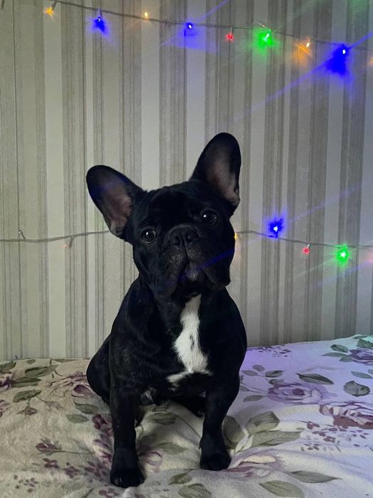 Французский бульдог. Вязка.