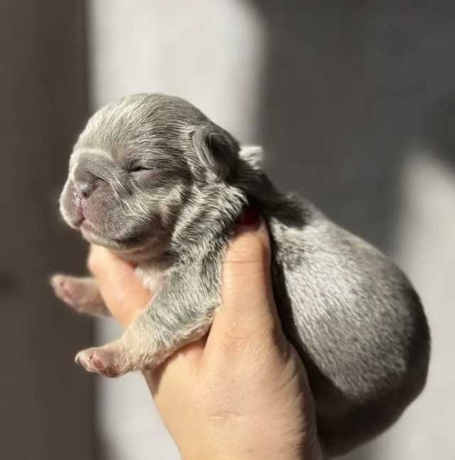 Идеальный французский бульдог