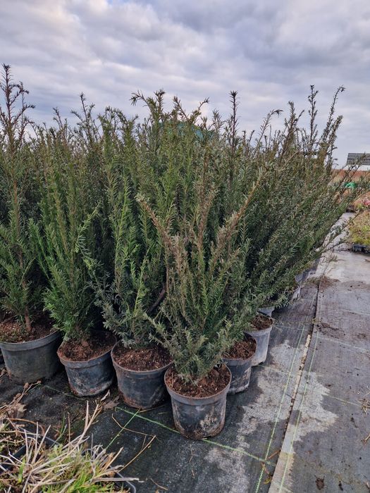 Tuja brabant 120-140 cm 21 zl żywoplot PROMOCJA