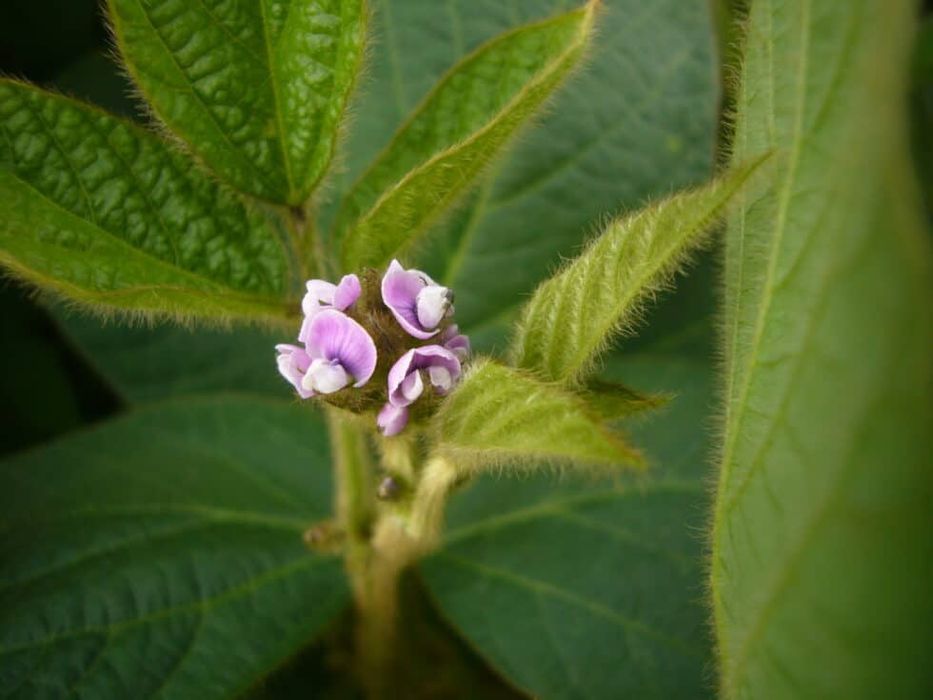 Соя насіння AББІ