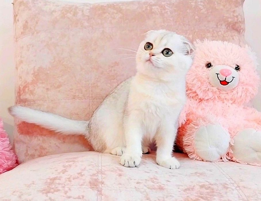 Дівчинка Перлинка Шотландочка Скотіш фолд