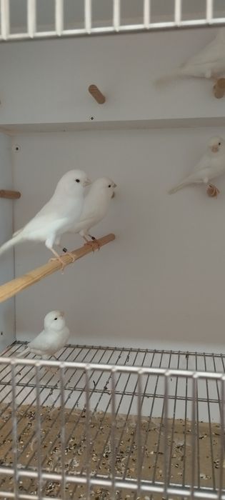 Canários branco recessivos