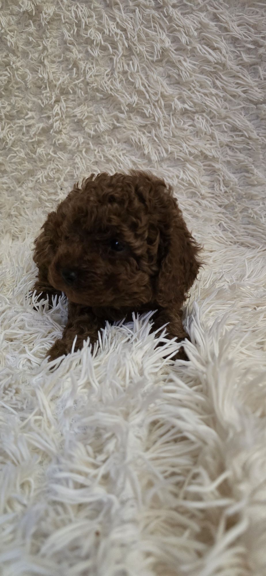 Maltipoo F1b chłopczyk Red Brown do odbioru
