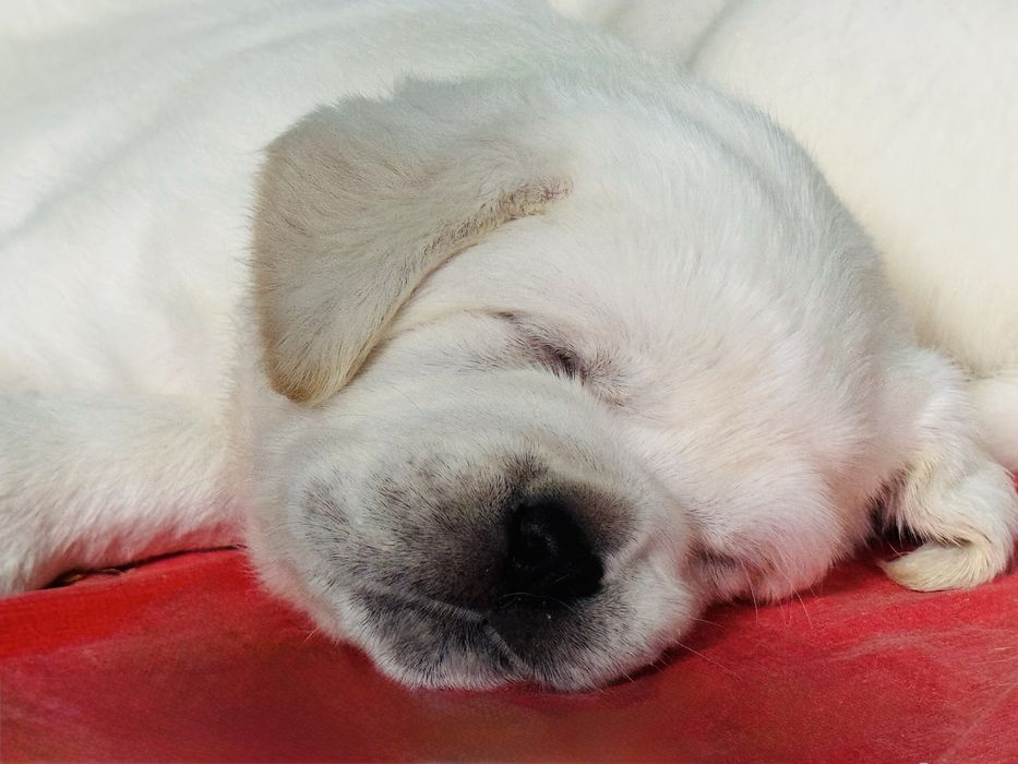 Цуценята лабрадора від титулованих батьків!