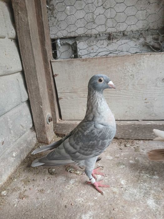 Gołębie Pocztowe Brown ,Rubella