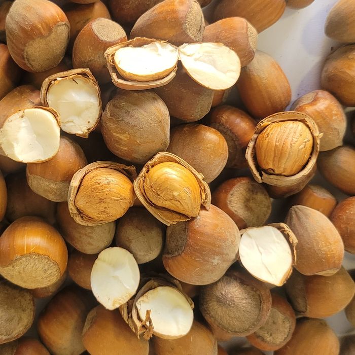 Orzechy świeże 10KG