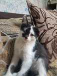 Отдам бесплатно котят