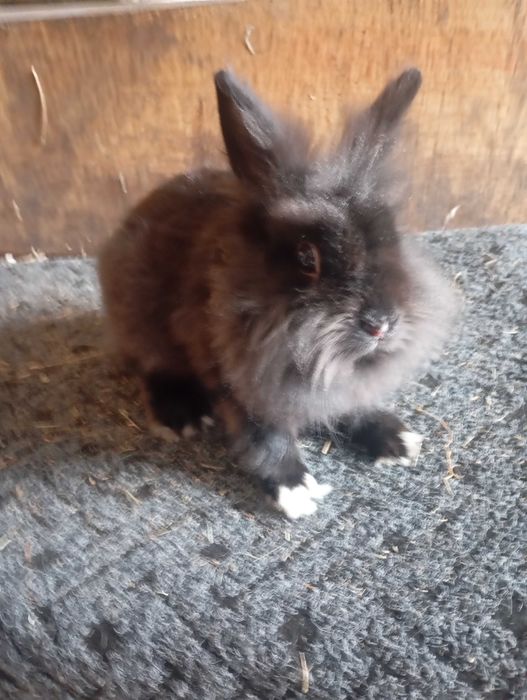 Witam sprzedam króliki karzełki Teddy