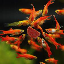 Gupik endler red scarlet Aqualife