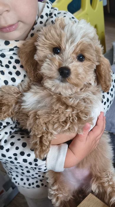 Śliczna suczka Maltipoo