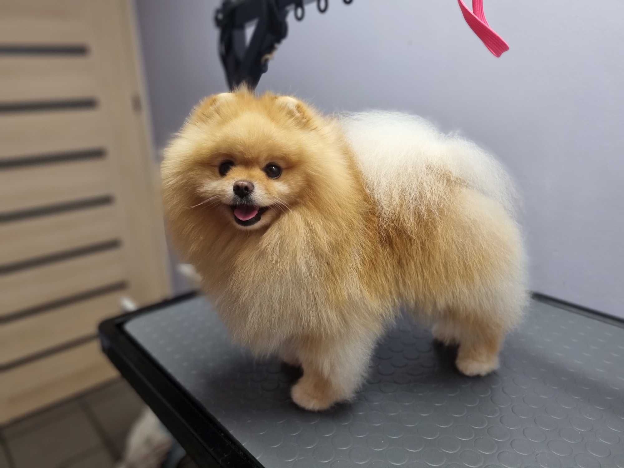 Szpic Miniaturowy Pomeranian Reproduktor Krycie