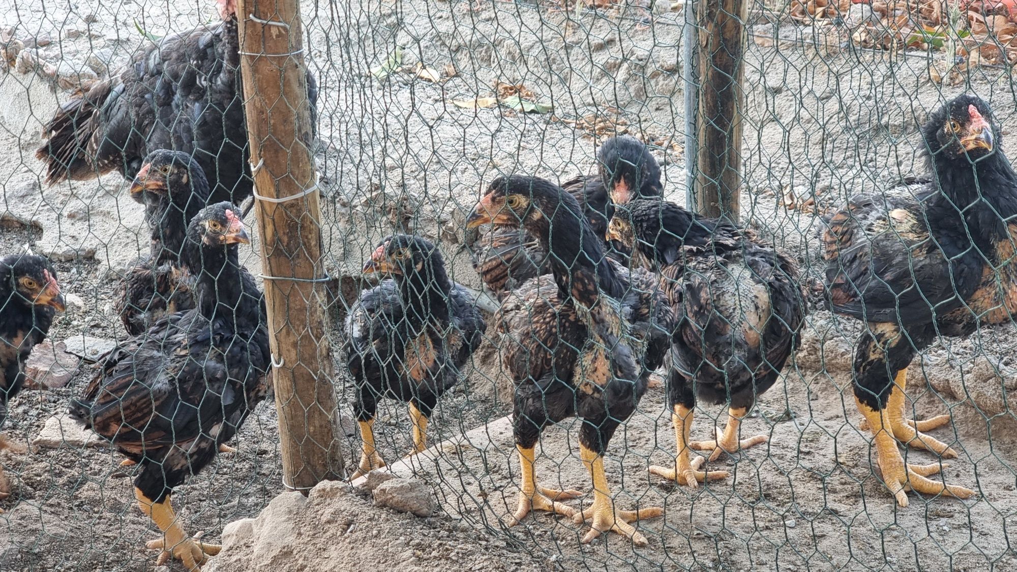 Casal legorhn adulto e fêmeas, frangos cornish, garnizés e branca port