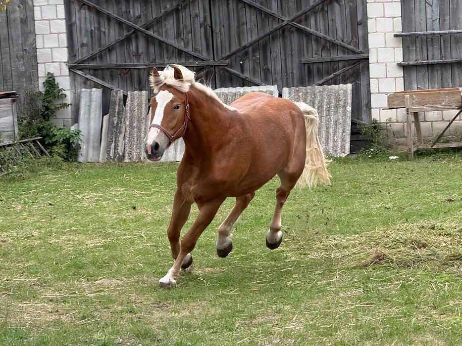 Polski koń zimnokrwisty klacz