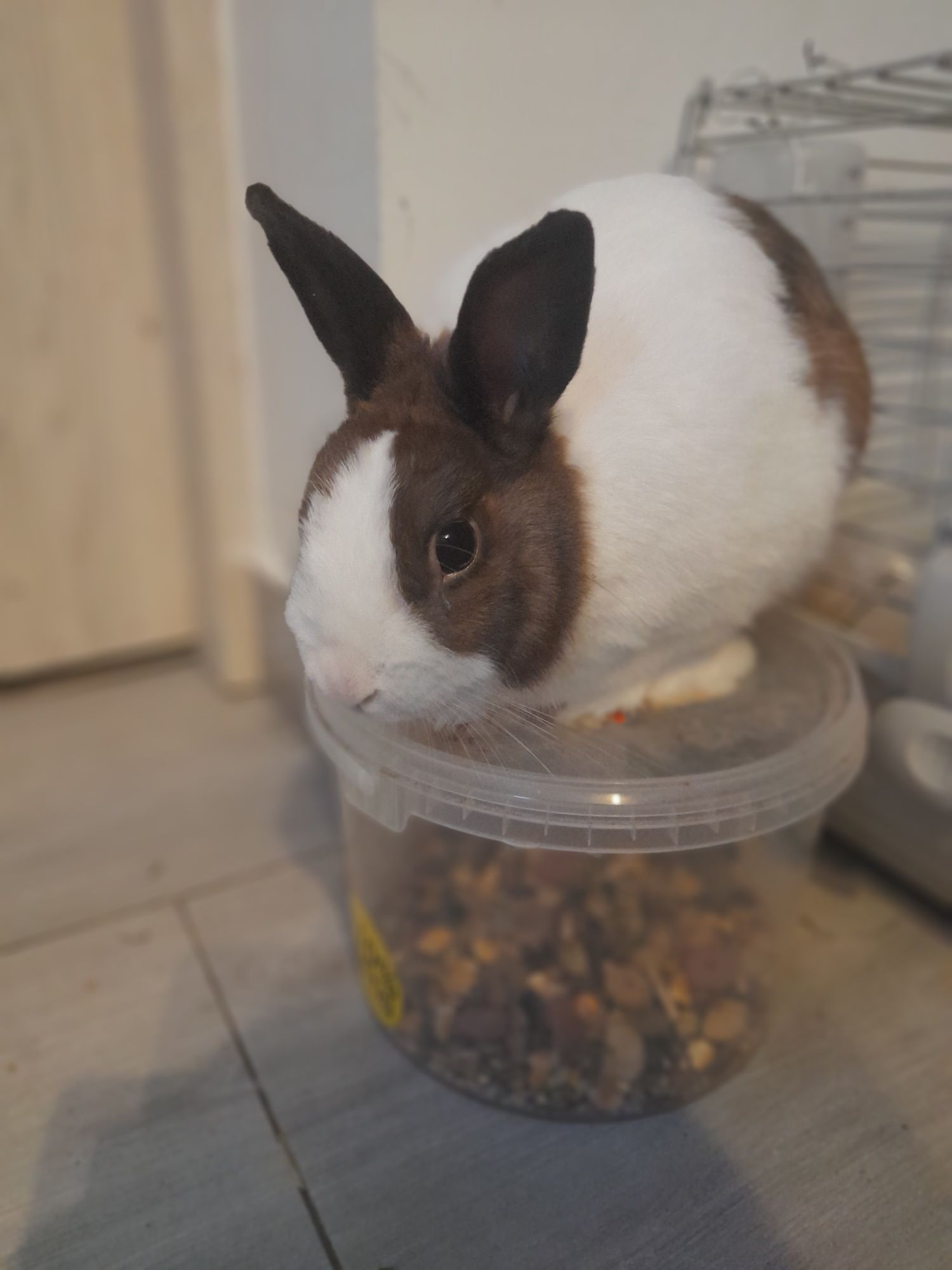 Króliczek miniaturka