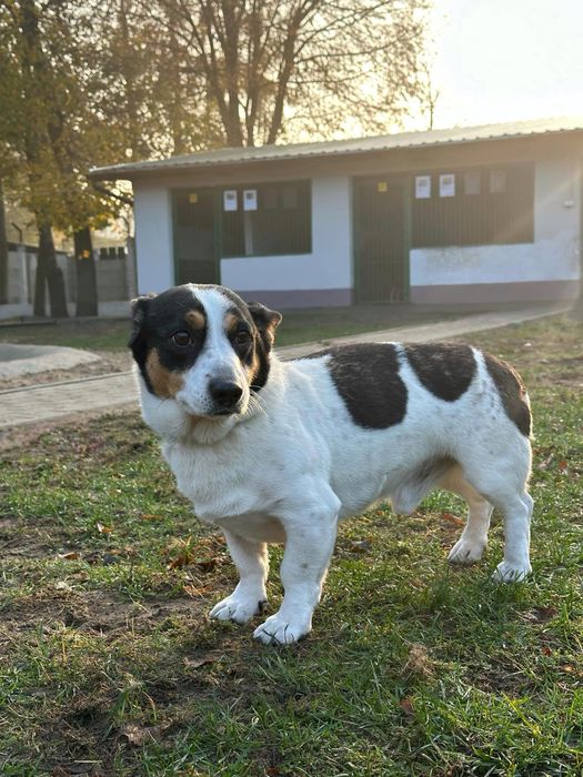 Zurek - mały piesek z dużym charakterem