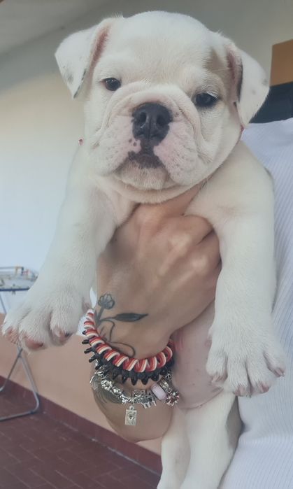Bulldogs Ingleses