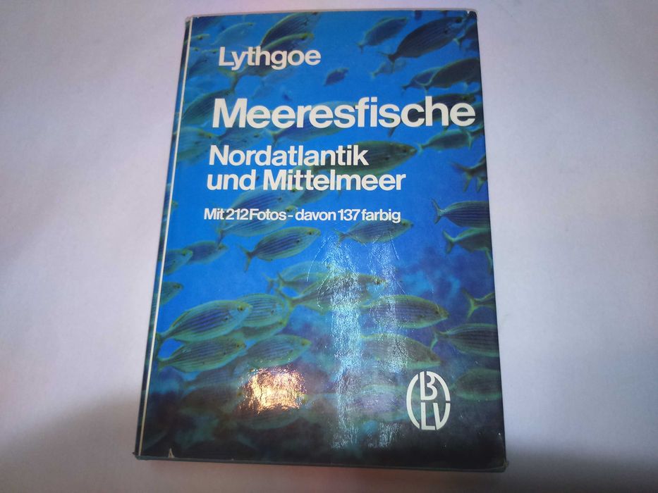 Meeresfische Nordatlantik