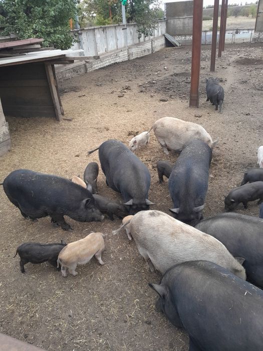 Продаю вьетнамских поросят.вьетнамцы.