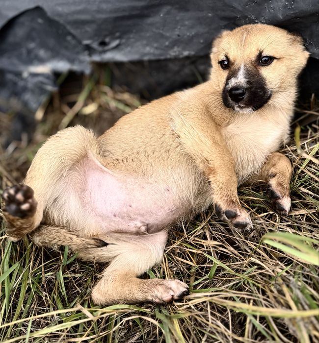 Мальчикам нужен дом!!!