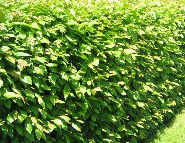 Продаем саженцы клена,граба,бука,дуба