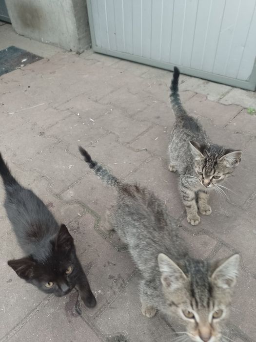 Oddam młode kotki w dobre ręce