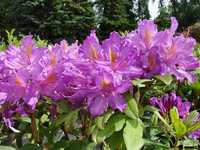 Rododendron (Różanecznik) Libretto