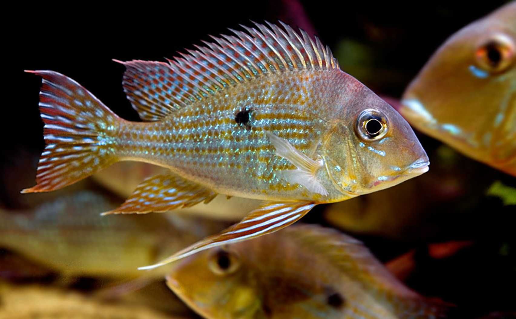 Ziemiojad megasema - Geophagus megasema - dowóz, wysyłka