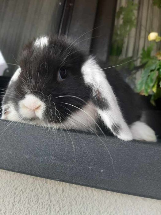 Króliki baranek miniaturka karzełek mini lop