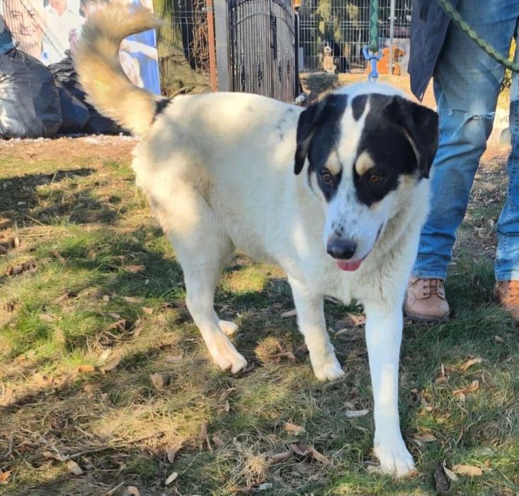 Lakuś super piesek dla rodziny z dziećmi i nie tylko.