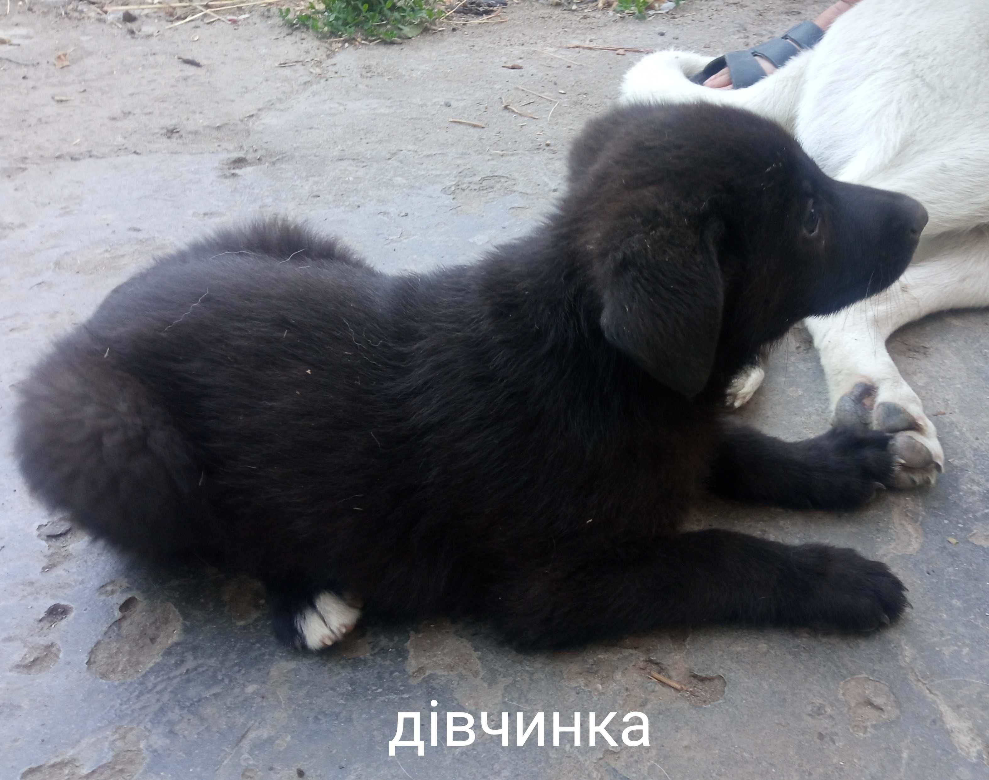 Безкоштовно віддамо цуценят в добрі руки