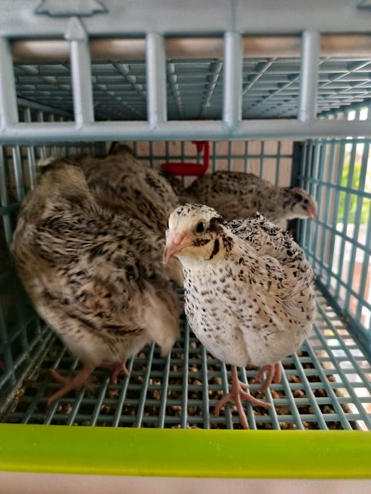 Przepiórki  kurki mandżurskie brojler