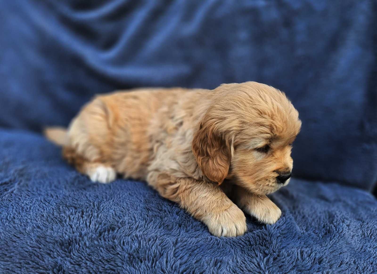 Golden Retriever - złoty szczeniak piesek.